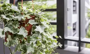 Kwiaty na balkony i tarasy: Unikaj tych błędów przy wyborze roślin!