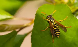 Co na osy na tarasie: 8 skutecznych sposobów na pozbycie się os