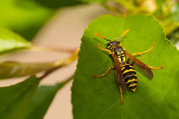 Co na osy na tarasie: 8 skutecznych sposobów na pozbycie się os